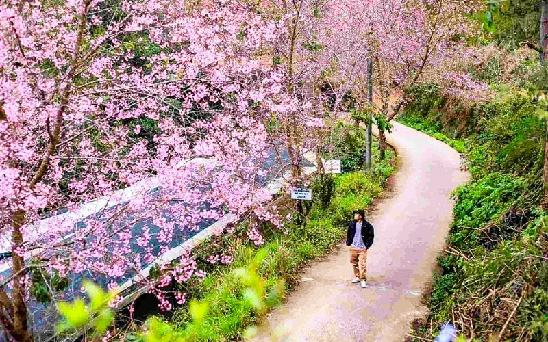 Đà Lạt ngập tràn sắc hoa đào