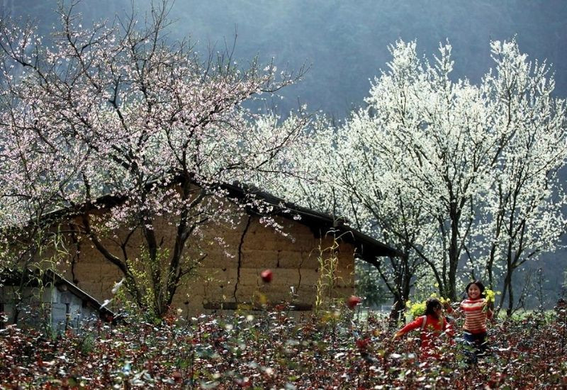 Hà Giang tháng 1 rực rỡ hoa đào hoa mận và cảnh núi đá hùng vĩ