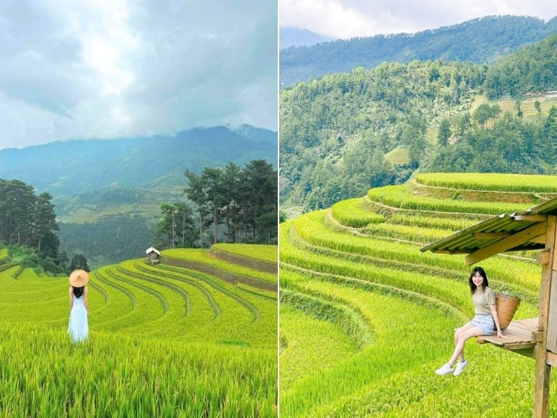 Sắc vàng rực rỡ mùa lúa chín tại Mù Cang Chải Sắc vàng rực rỡ mùa lúa chín tại Mù Cang Chải