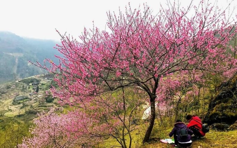 Tour Tết Nguyên Đán - Du lịch Hà Giang tràn ngập sắc hoa