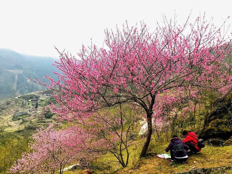 Hoa anh đào ở Hà Giang