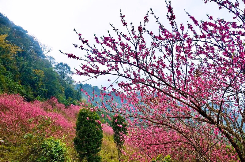 Ngắm hoa anh đào ở Mẫu Sơn