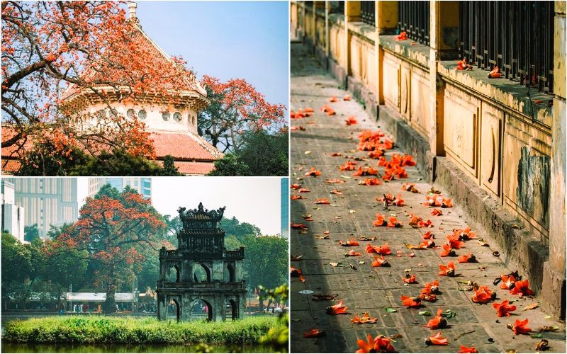 Mùa hoa gạo đỏ rực đường phố