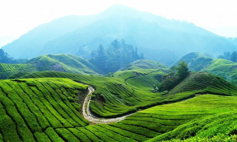 Khung cảnh tươi xanh mơ mộng tại Malaysia
