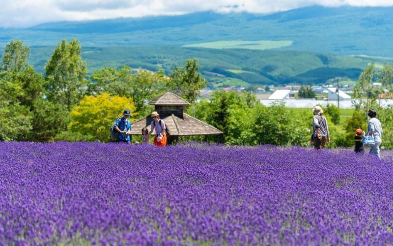 Mùa hoa lavender nở rộ tại Furano 