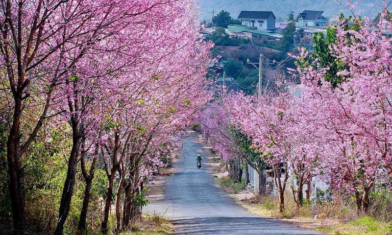 Ngắm hoa anh đào ở Đà Lạt