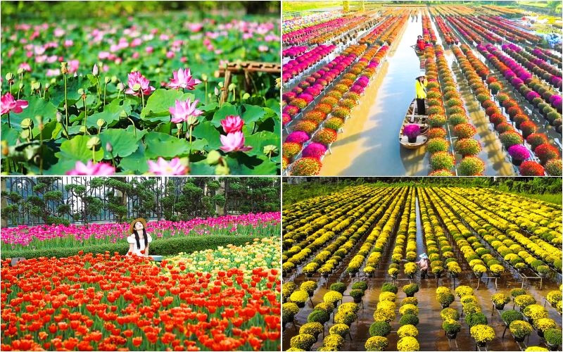 Các loại hoa miền Nam