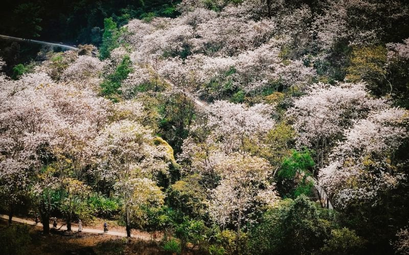 Hoa Ban trắng nở rộ ở Điện Biên