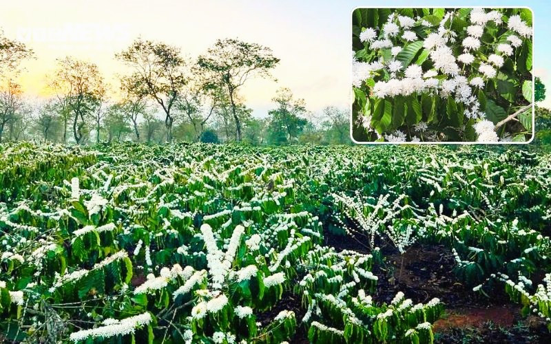 Sắc trắng hoa cà phê Tây Nguyên