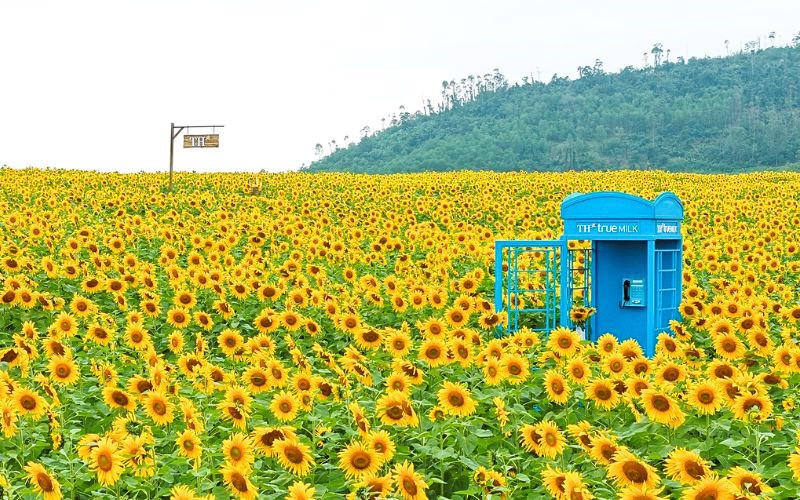 Vườn hoa hướng dương ở Nghệ An