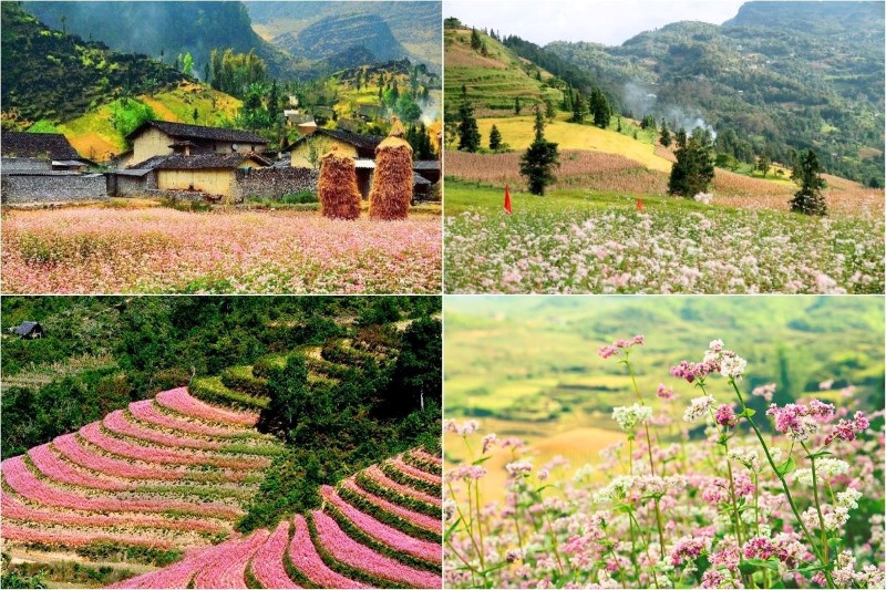 Mùa tam giác mạch đặc trưng nơi cao nguyên đá Mùa tam giác mạch đặc trưng nơi cao nguyên đá