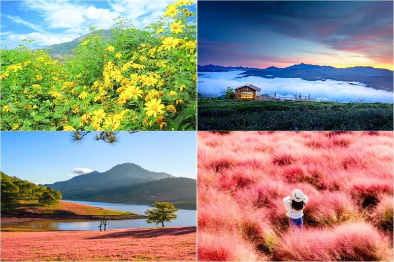 Săn mây, ngắm cỏ hồng và tận hưởng Đà Lạt tháng 11 Săn mây, ngắm cỏ hồng và tận hưởng Đà Lạt tháng 11