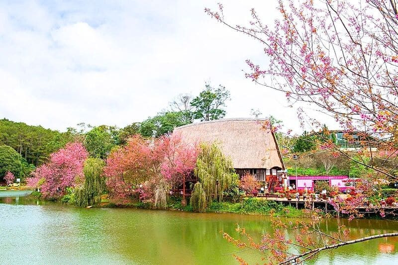 Check-in hàng mai anh đào soi bóng mặt hồ (Ảnh: Sưu tầm)