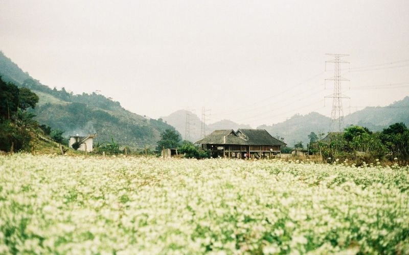 Du lịch Tây Bắc tháng 12 tại Mộc Châu để ngắm hoa cải trắng 