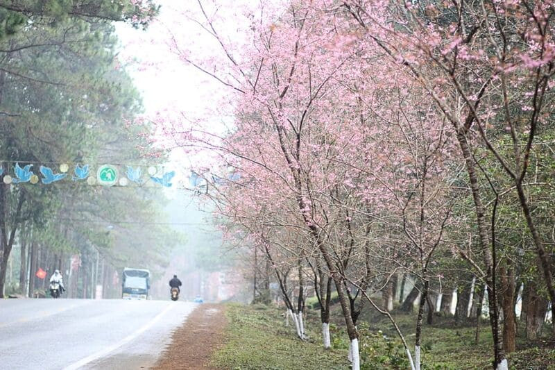 Dạo bước giữa cung đường mai anh đào rực hồng (Ảnh: Sưu tầm)