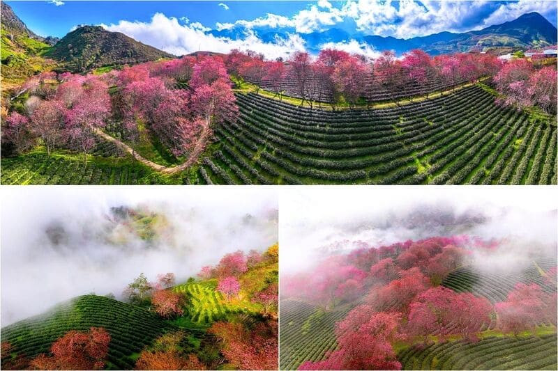 Mai anh đào nở sớm giữa những đồi chè xanh tại Sa Pa (Ảnh: Sưu tầm)