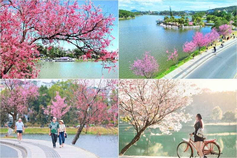 Ngắm hoa mai anh đào khoe sắc bên mặt hồ thơ mộng (Ảnh: Sưu tầm)