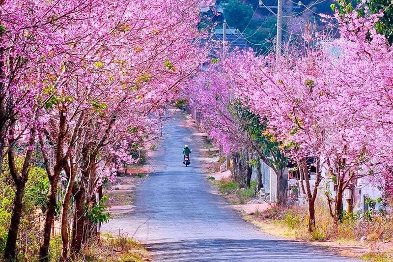 Săn ảnh con đường mai anh đào hồng rực (Ảnh: Sưu tầm)