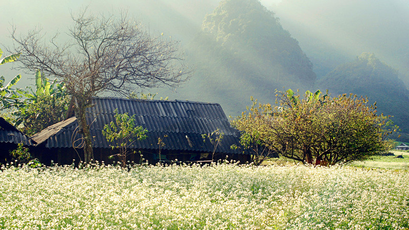 Mùa hoa cải trắng tại cao nguyên Mộc Châu