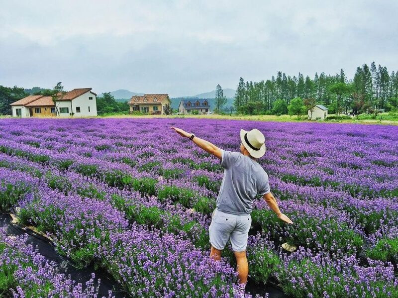Vườn hoa Lavender mơ mộng tại Đà Lạt