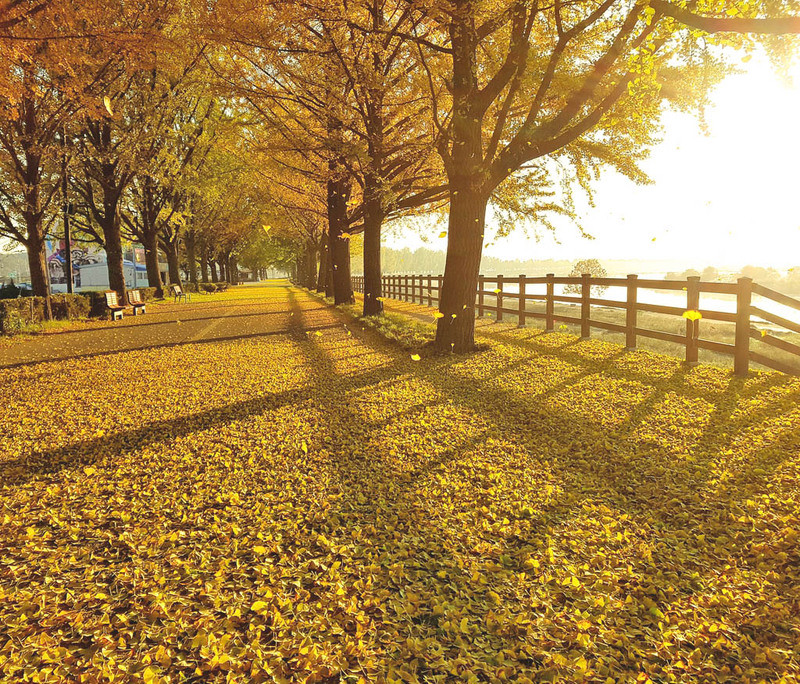 Asan Gingko Tree Road 