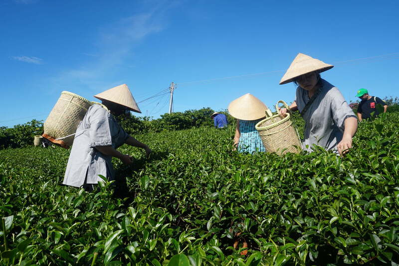 Du lịch trải nghiệm hái chè