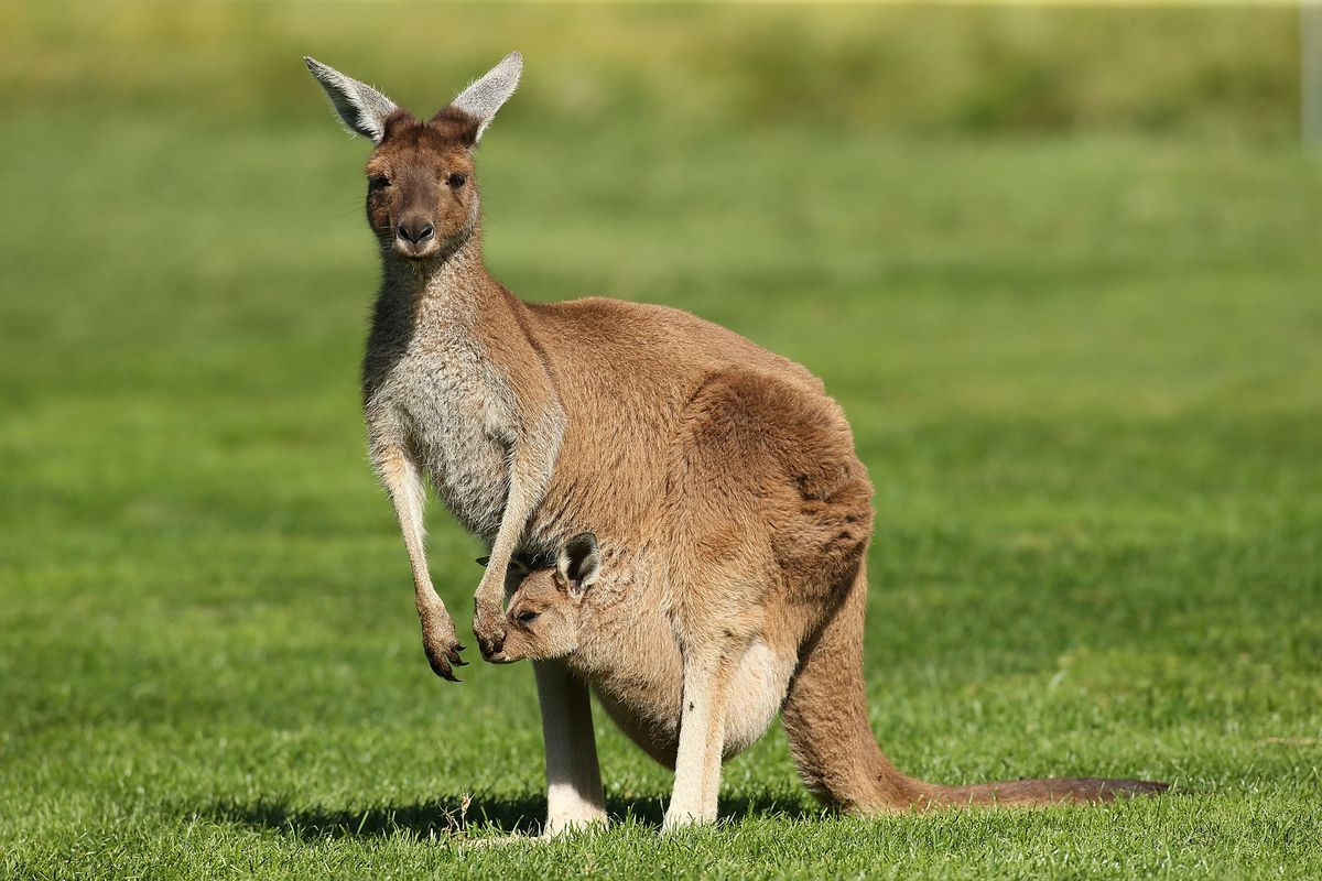 Chuột túi Kangaroo - Biểu tượng nước Úc