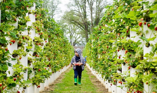 Đến với Bacchus Marsh - thị trấn ngoại ô Melbourne tự tay hái trái cây chín mọng