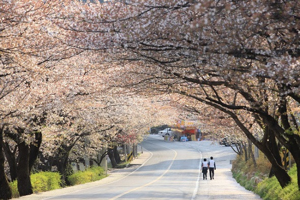 Hàn Quốc – thiên đường ngắm hoa anh đào - Chợ Hwagae