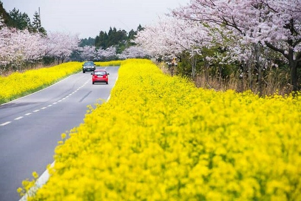 Hàn Quốc – thiên đường ngắm hoa anh đào - Jeju