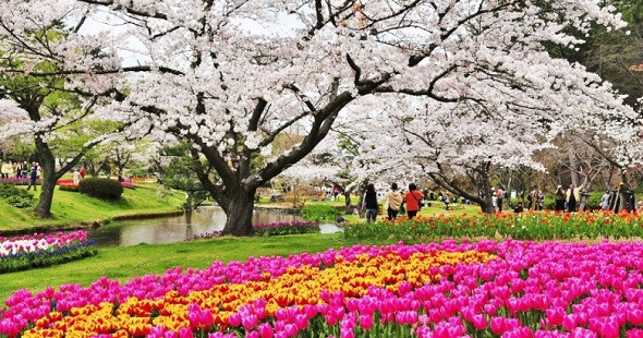 Du lịch Nhật Bản ngắm hoa anh đào đừng quên công viên Hamamastu 