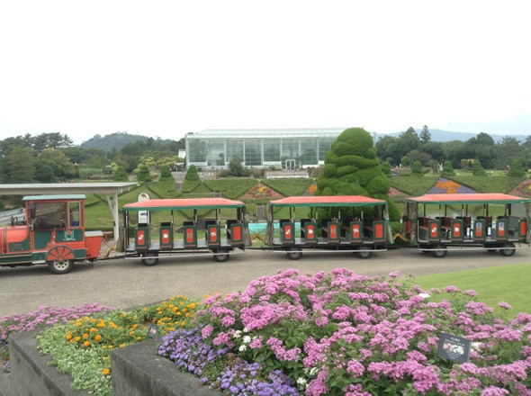 Du lịch Nhật Bản ngắm hoa anh đào đừng quên công viên Hamamastu 
