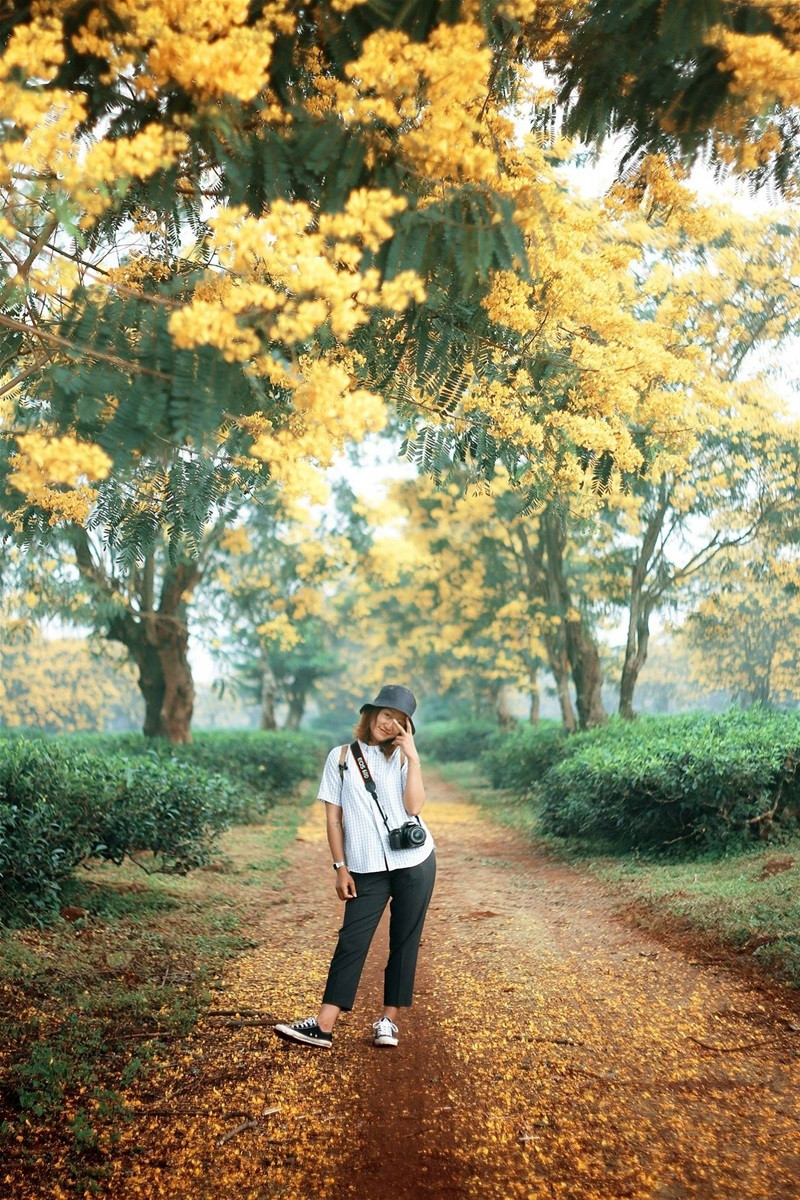 In October, Gia Lai tourism was free to check-in with brilliant yellow flowers - photo 7