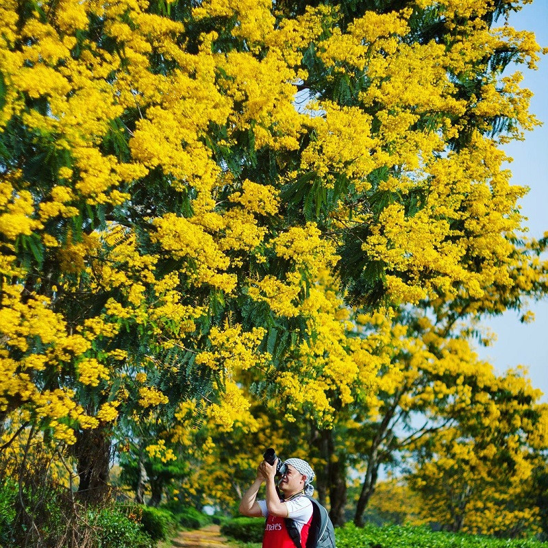 In October, Gia Lai tourism was free to check-in with brilliant yellow flowers - photo 4