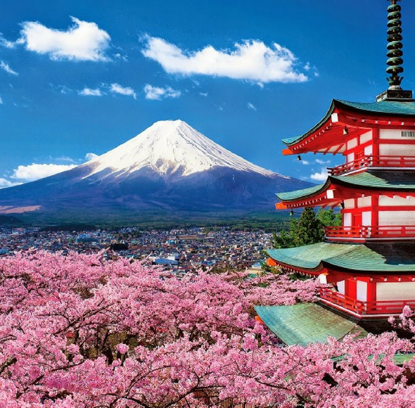 Kinh nghiệm ngắm hoa anh đào rực rỡ khi du lịch Nhật Bản