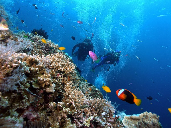 Điều gì khiến bạn chọn Đảo Ngọc Phú Quốc điểm du lịch lễ 30.4 này - lặn ngắm san hô