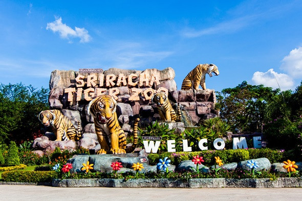 Check in Cháy Máy 5 Những Địa Điểm Siêu Đẹp Tại Thái Lan - Công viên Tiger Zoo