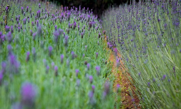 Đồi hoa Lavender – Lavender Garden