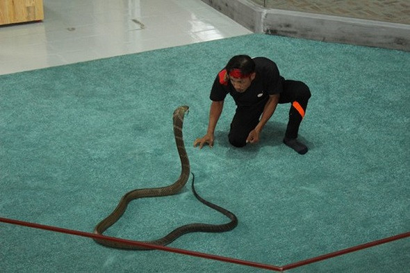Xiếc rắn nghệ thuật – show diễn đừng bỏ lỡ khi du lịch Tết Nha Trang 