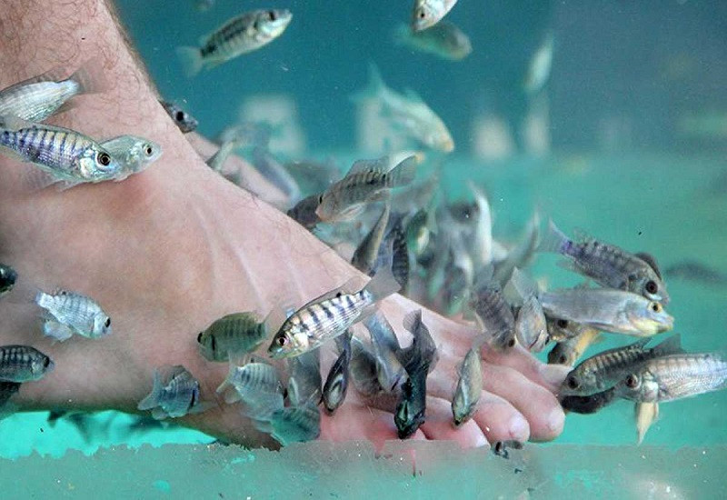Trải nghiệm massage chân với cá