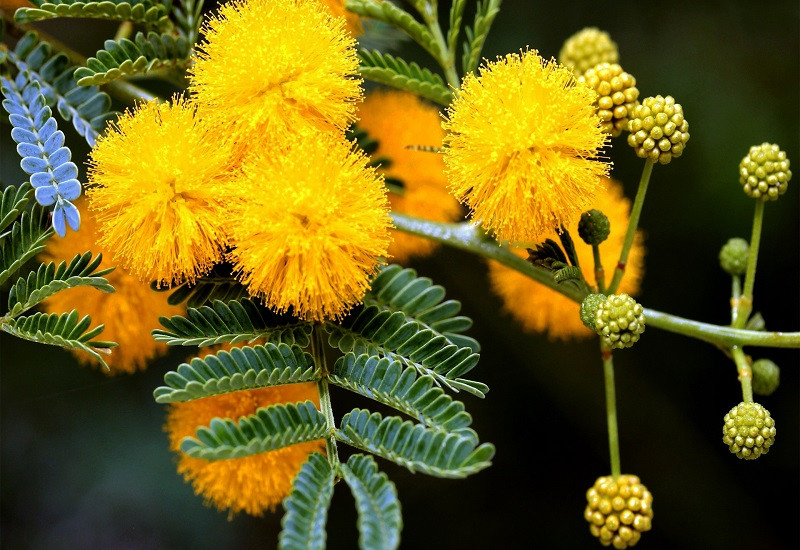 Du lịch Đà Lạt - Vi vu trên đèo Mimosa vàng sắc hoa tươi - ảnh 1