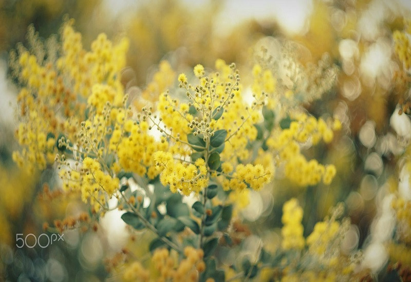 Du lịch Đà Lạt - Vi vu trên đèo Mimosa vàng sắc hoa tươi - ảnh 2