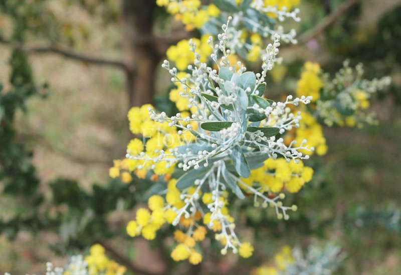 Du lịch Đà Lạt - Vi vu trên đèo Mimosa vàng sắc hoa tươi - ảnh 3