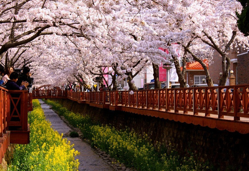 Cung đường hoa anh đào tại Hàn Quốc