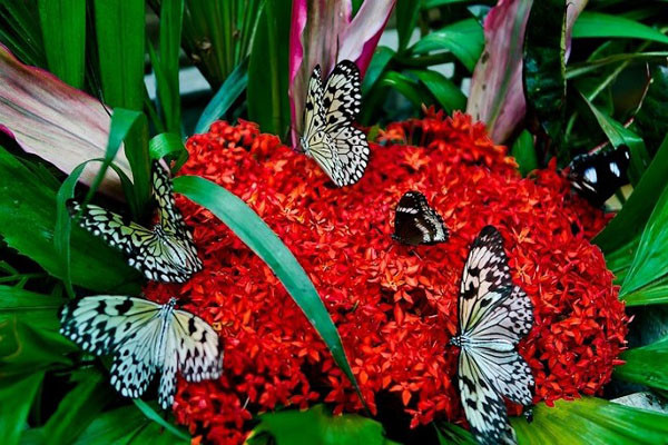 Khám phá vườn bướm Bangkok Butterfly Garden & Insectarium