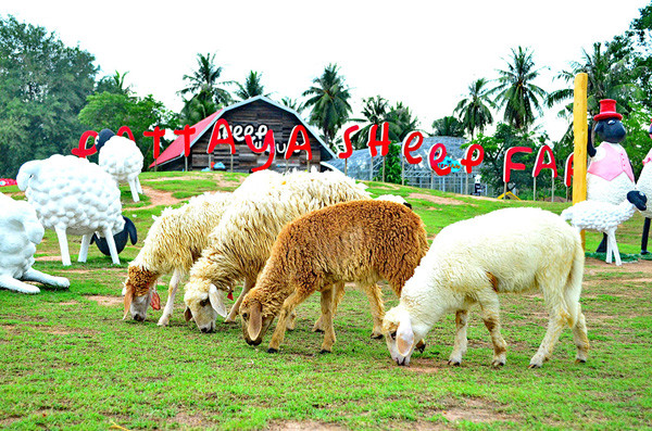 Nông trại cừu Pattaya