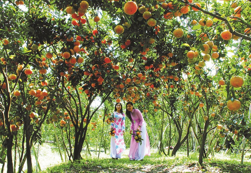  Vườn trái cây Tam Bình (Vĩnh Long)