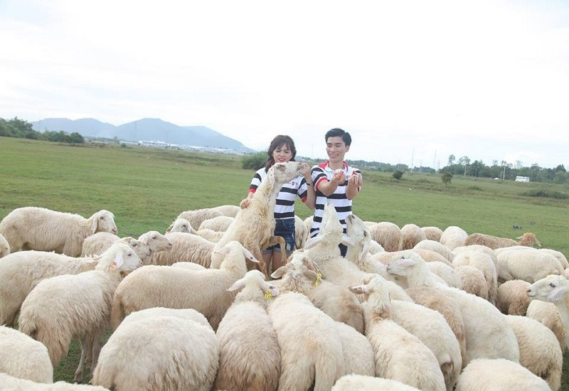 Kinh nghiệm chụp ảnh với đàn cừu