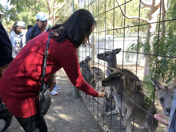 Đất Việt Tour khám phá xứ sở chuột túi cùng đoàn công ty TNHH Thiên Phú